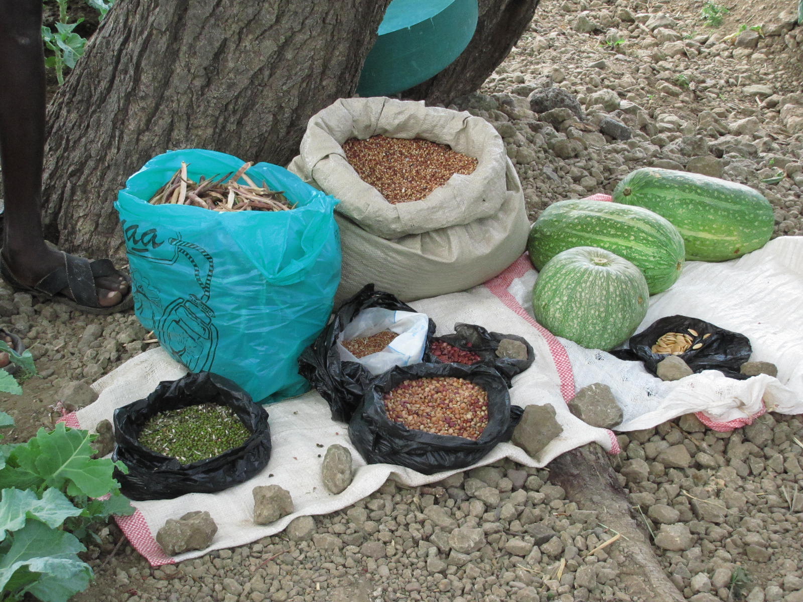 Seeds saved from Kokwa Primary School garden