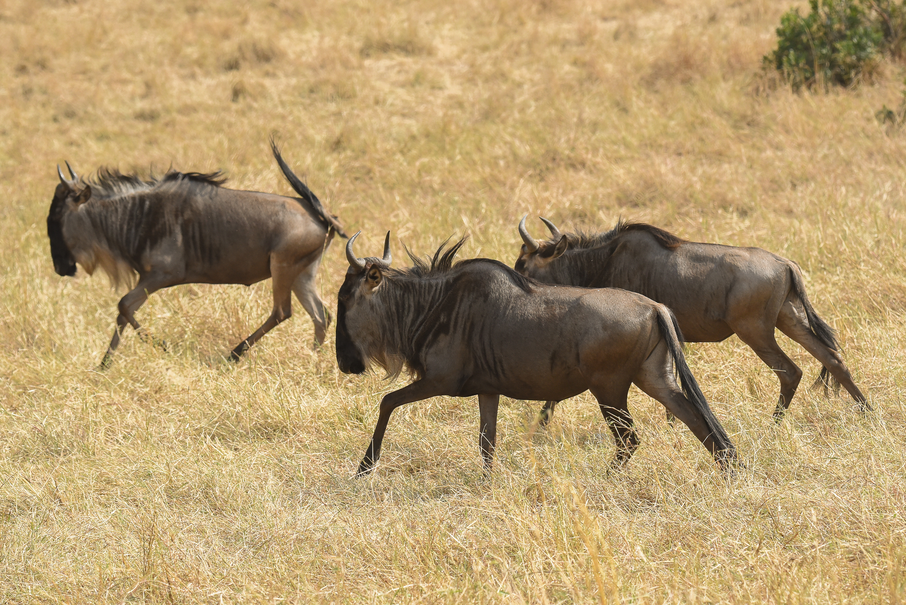 160804-Maasai Mara-032.jpg