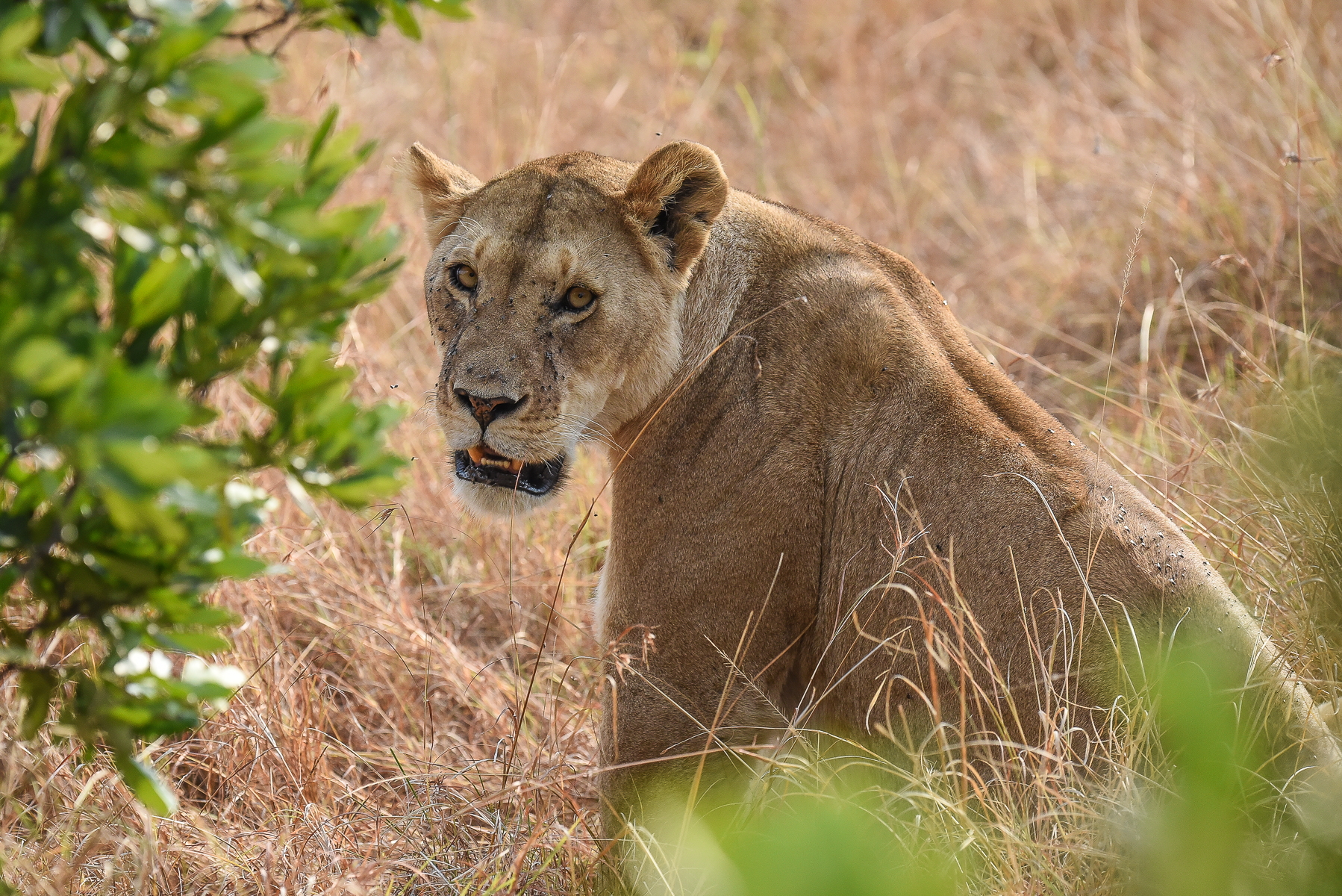 160804-Maasai Mara-013.jpg