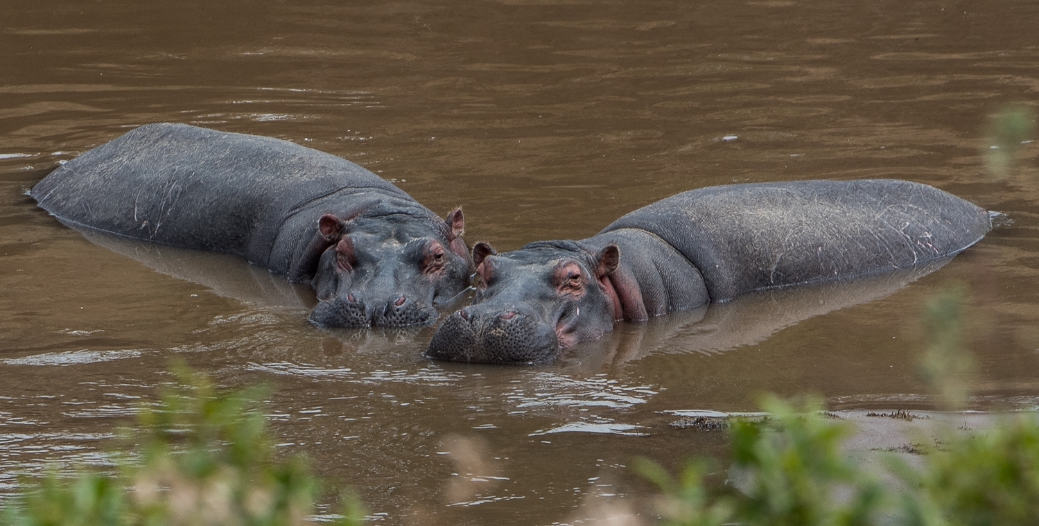 160804-Maasai Mara-065.jpg