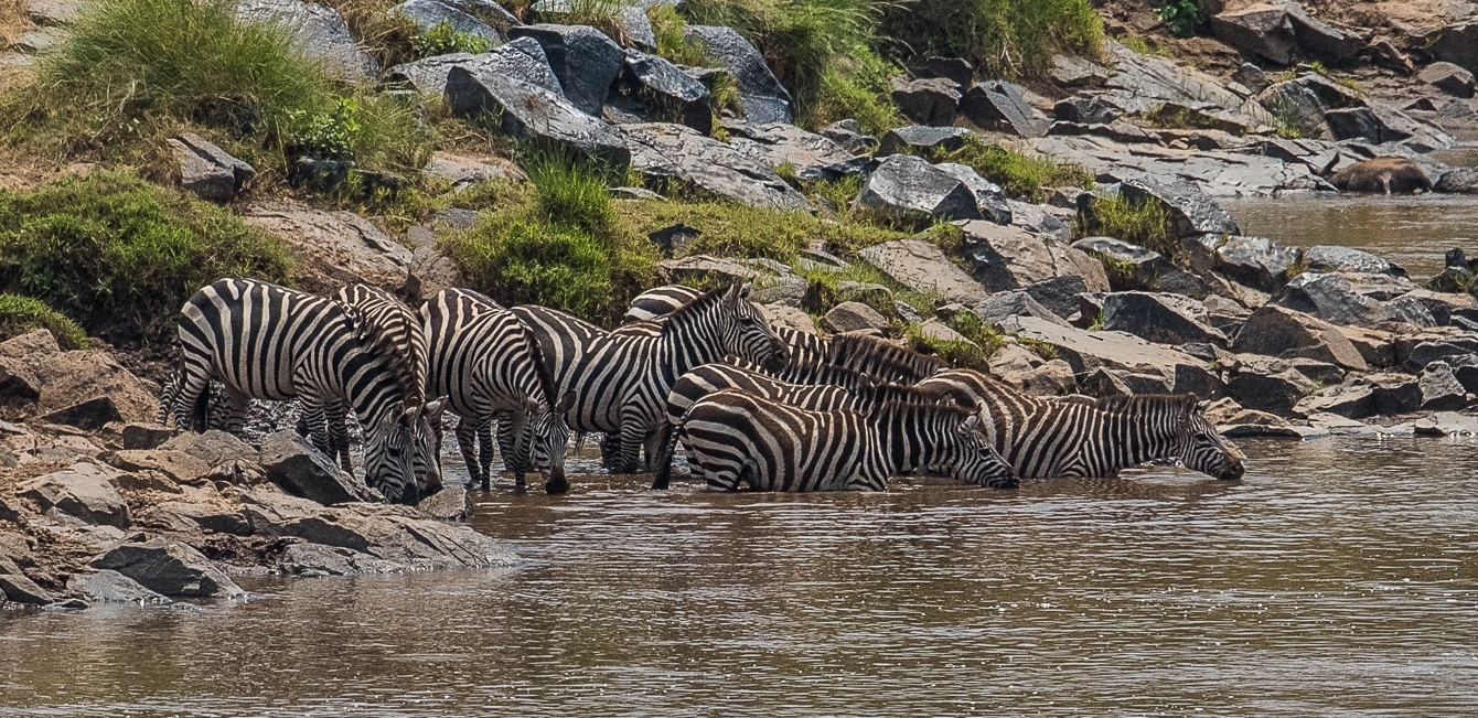 160804-Maasai Mara-057.jpg