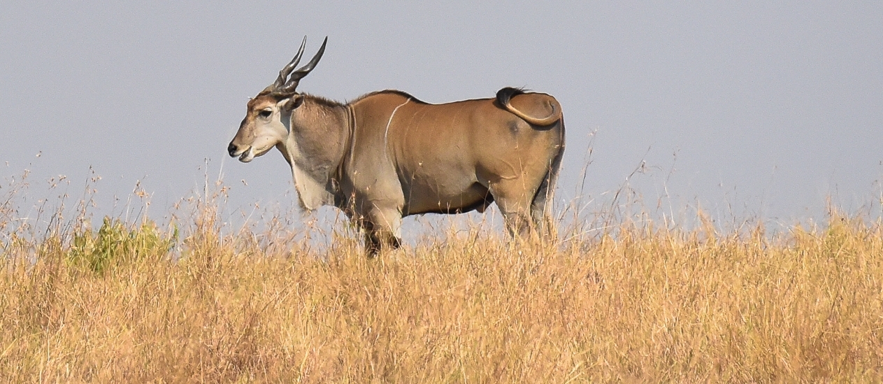 160804-Maasai Mara-034.jpg