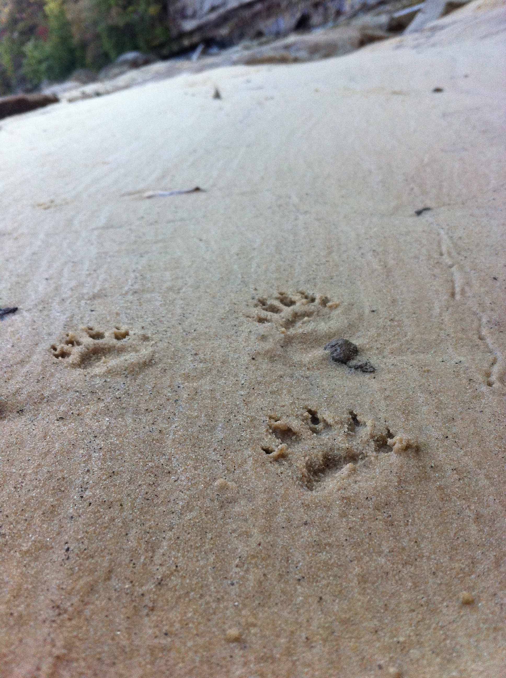 Fox Prints, Camp McDowell, Alabama