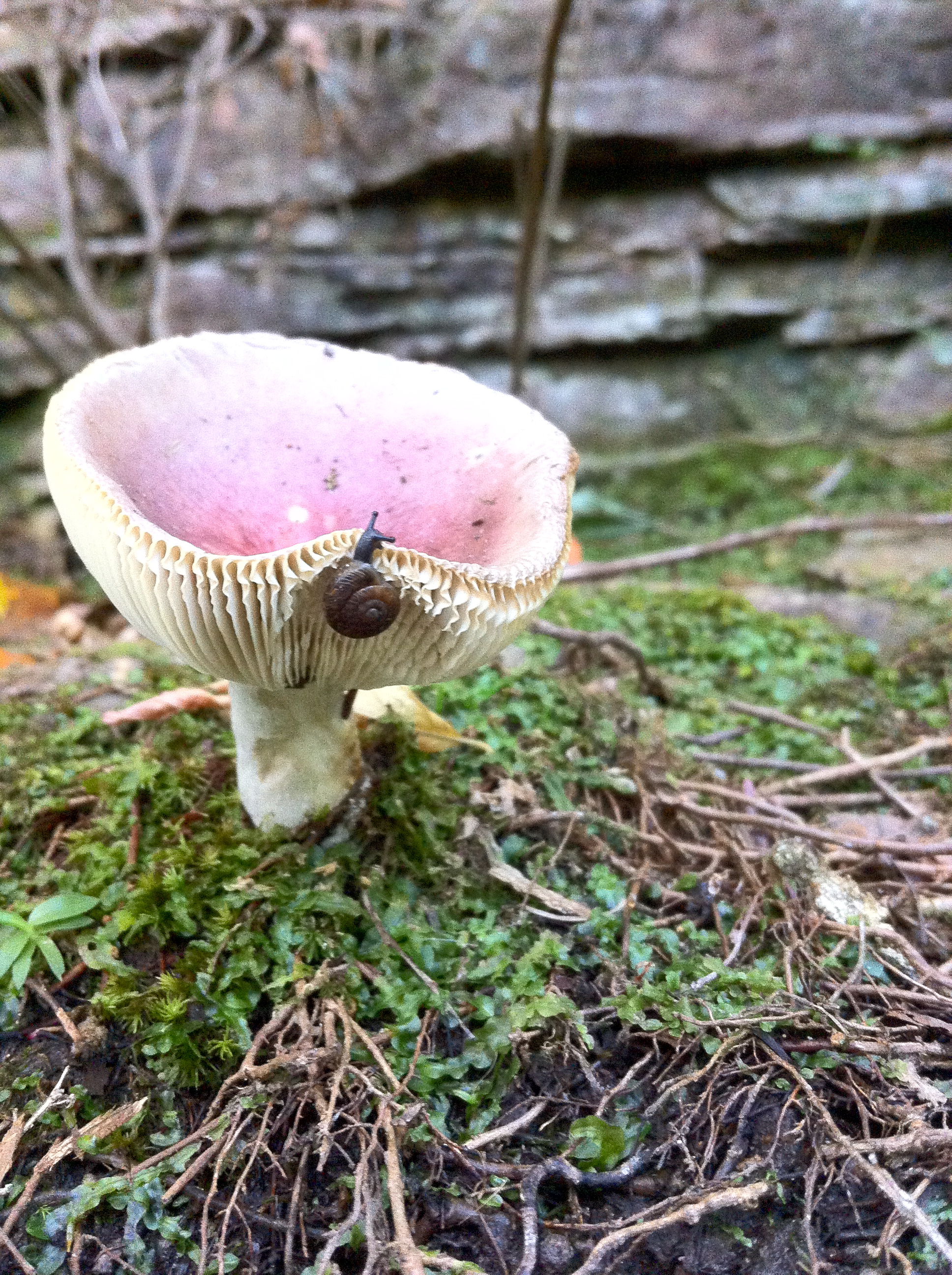 Snail + Mushroom, Alabama