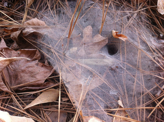 Spider Web, Alabama