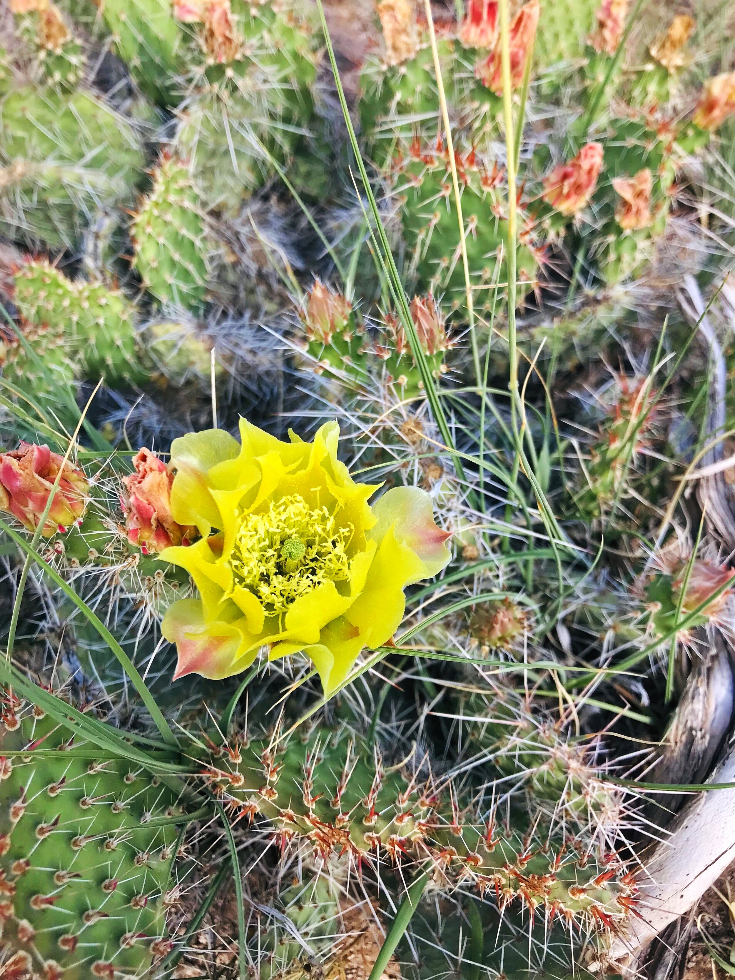 Cactus flower, NM