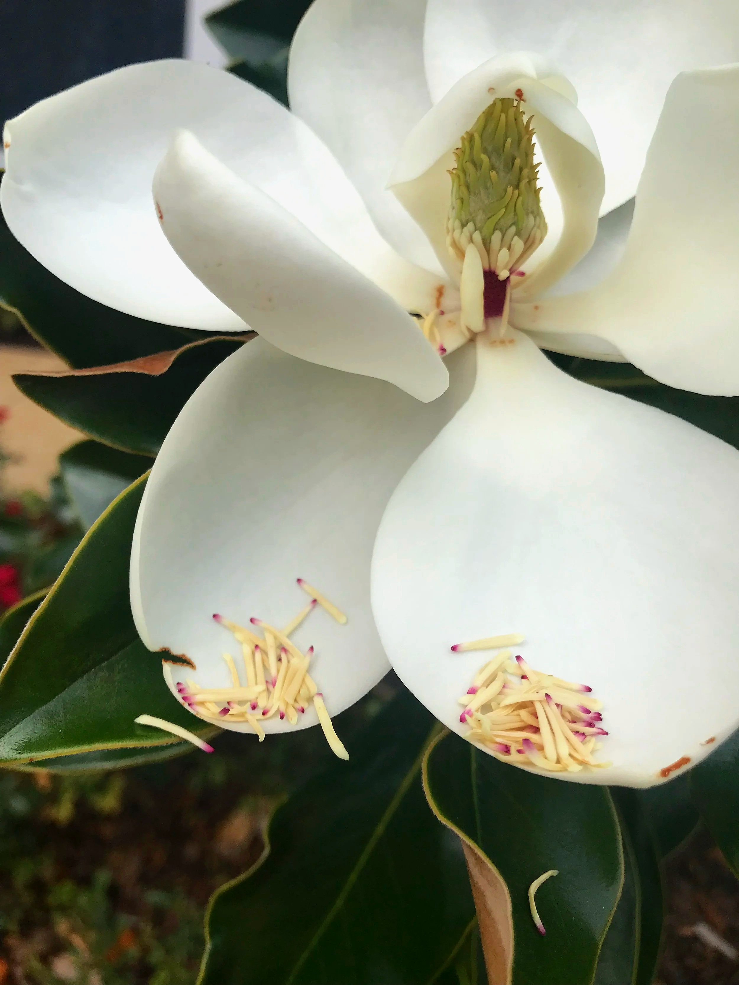Southern Magnolia Bloom, MS
