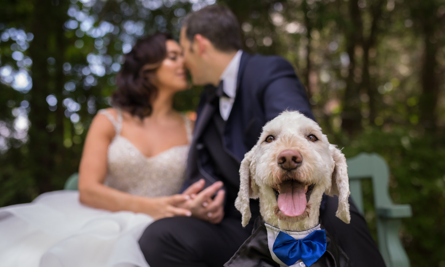 best-wedding-photographer-toronto-puppy .jpg
