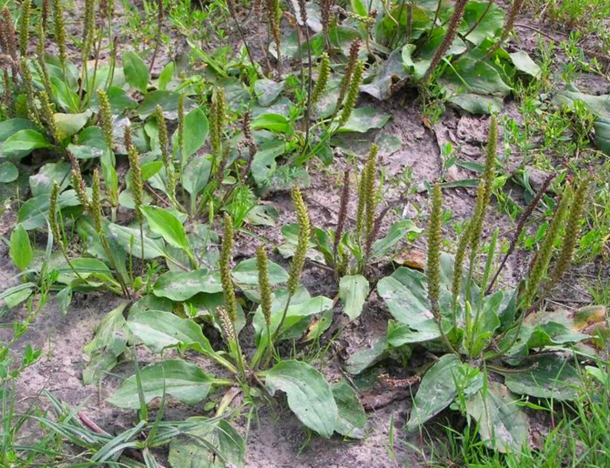 Plant Medicine - My Hero