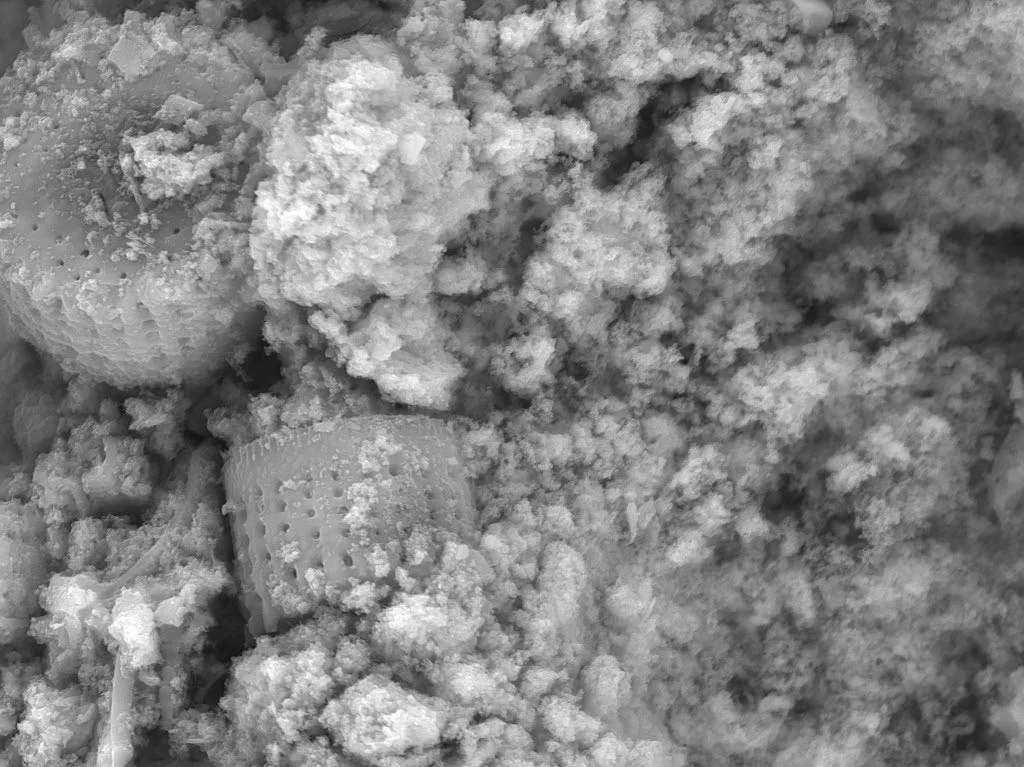 Pulveris_10kx_1.jpg