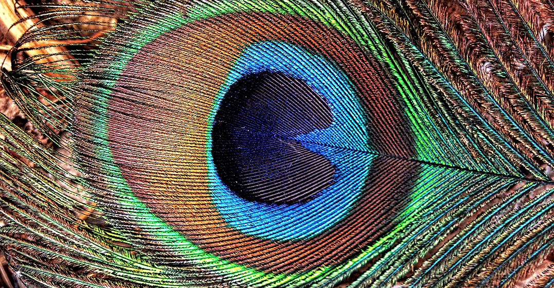 feather.png