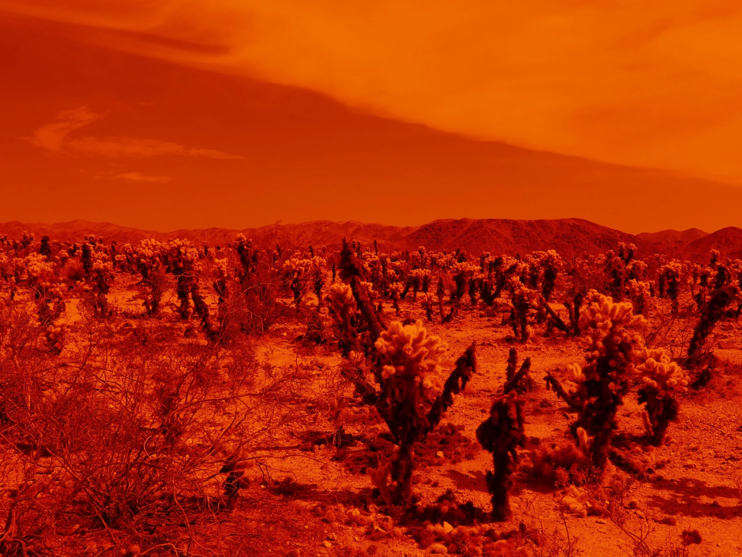 Joshua Tree forest.JPG