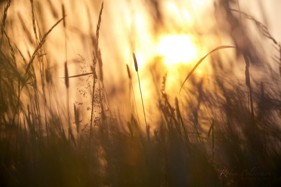 sunsets-sun-macro-shine-summer-sunlight-sunset-field-grass-dawn-dusk-up-nature-sunrise-photography-abstract-bokeh-close-sunshine-light-winter-wallpaper-computer.jpg