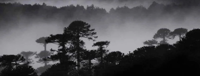 Parque-Congullio-blanco-y-negro-Exposicion-Marcia-Barrientos-845x321.jpg