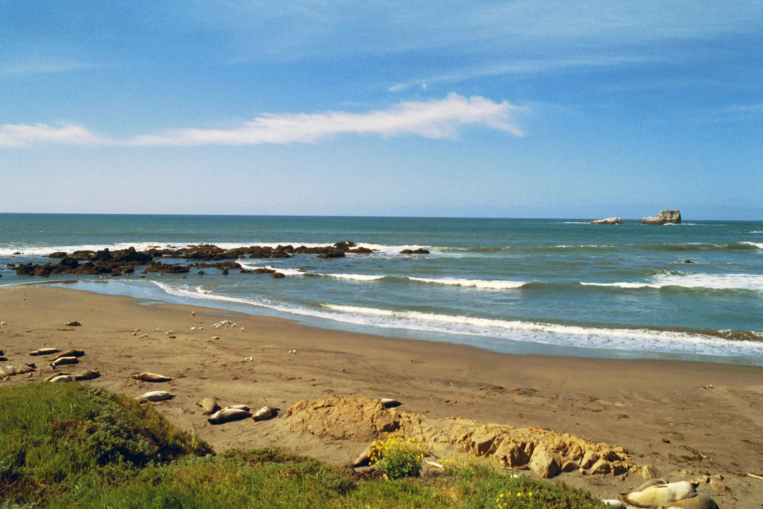Beached Seals