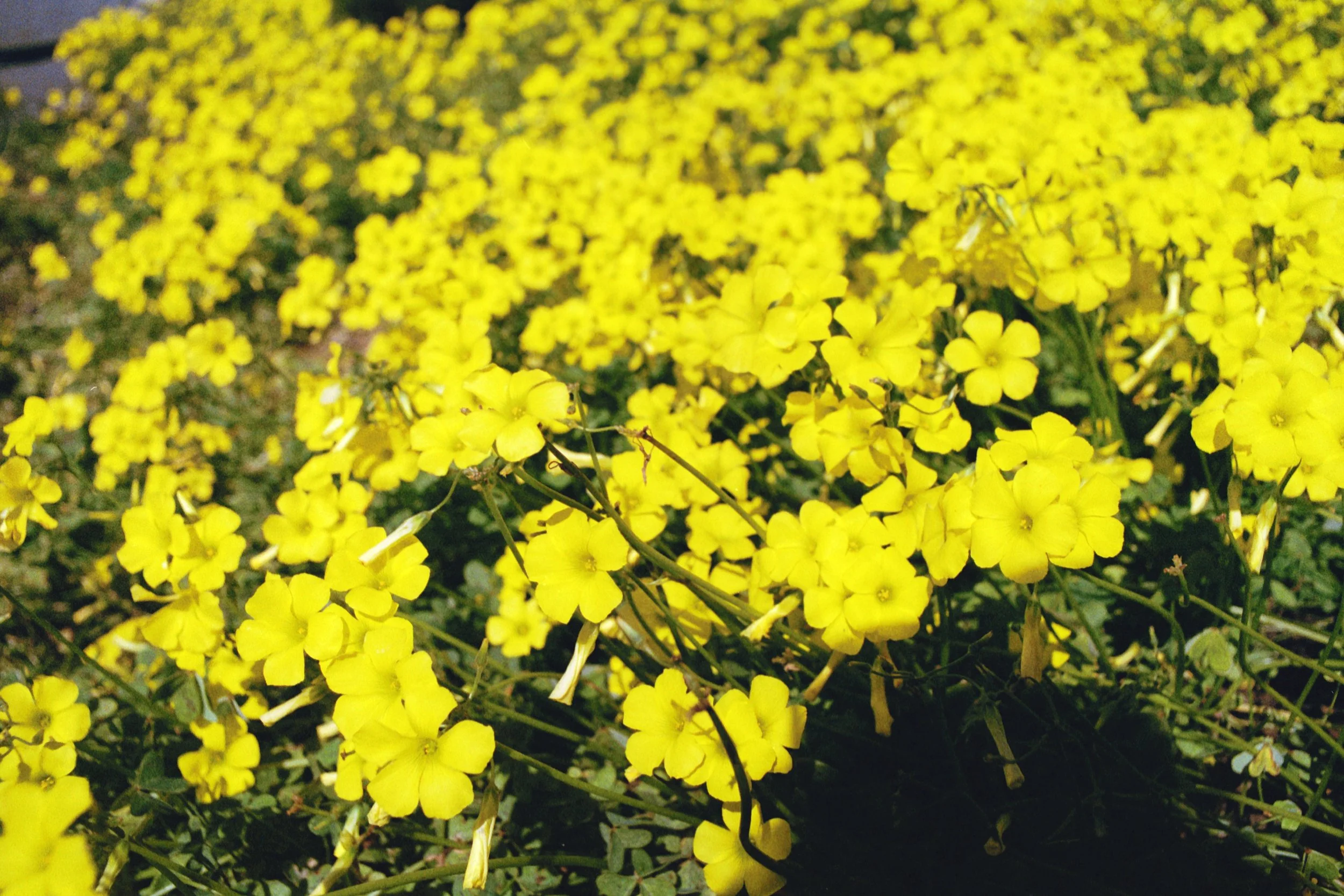 They Call Me (Mellow Yellow)