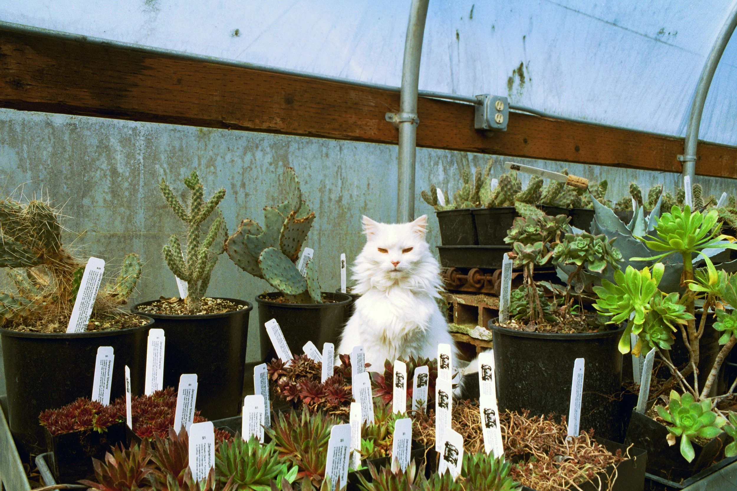 Kitten in a Cactus Patch