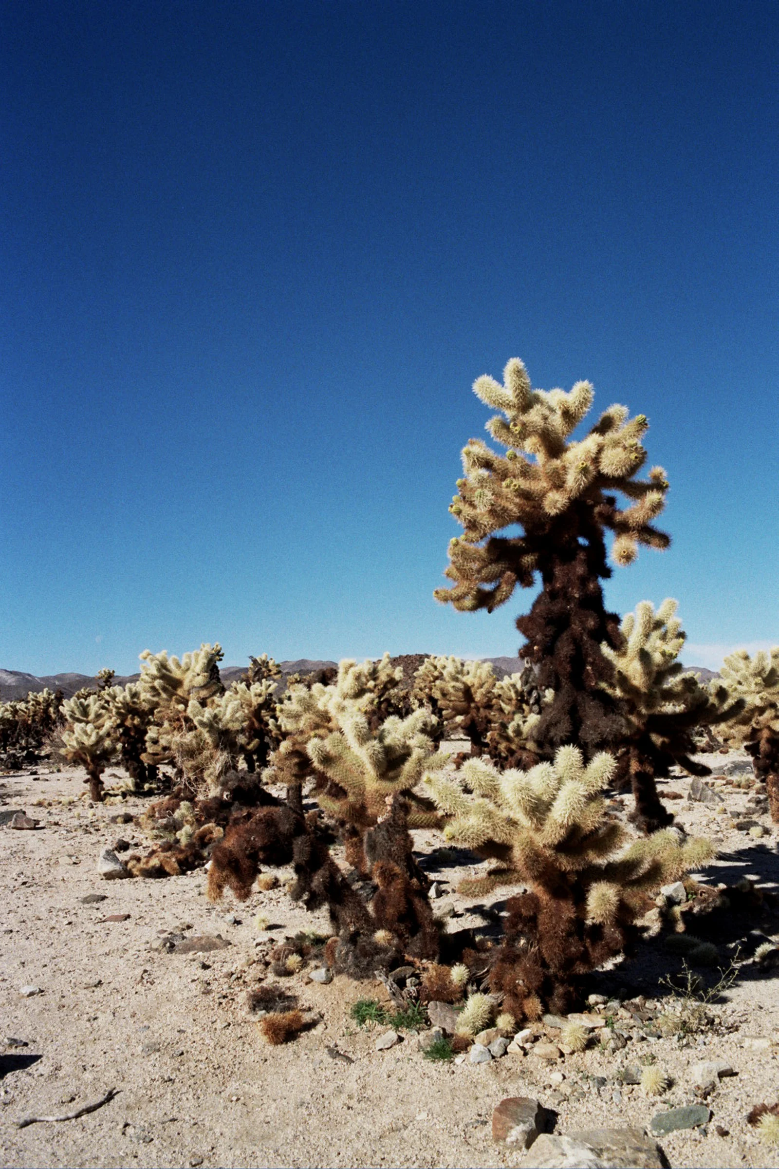 Deserted Blue