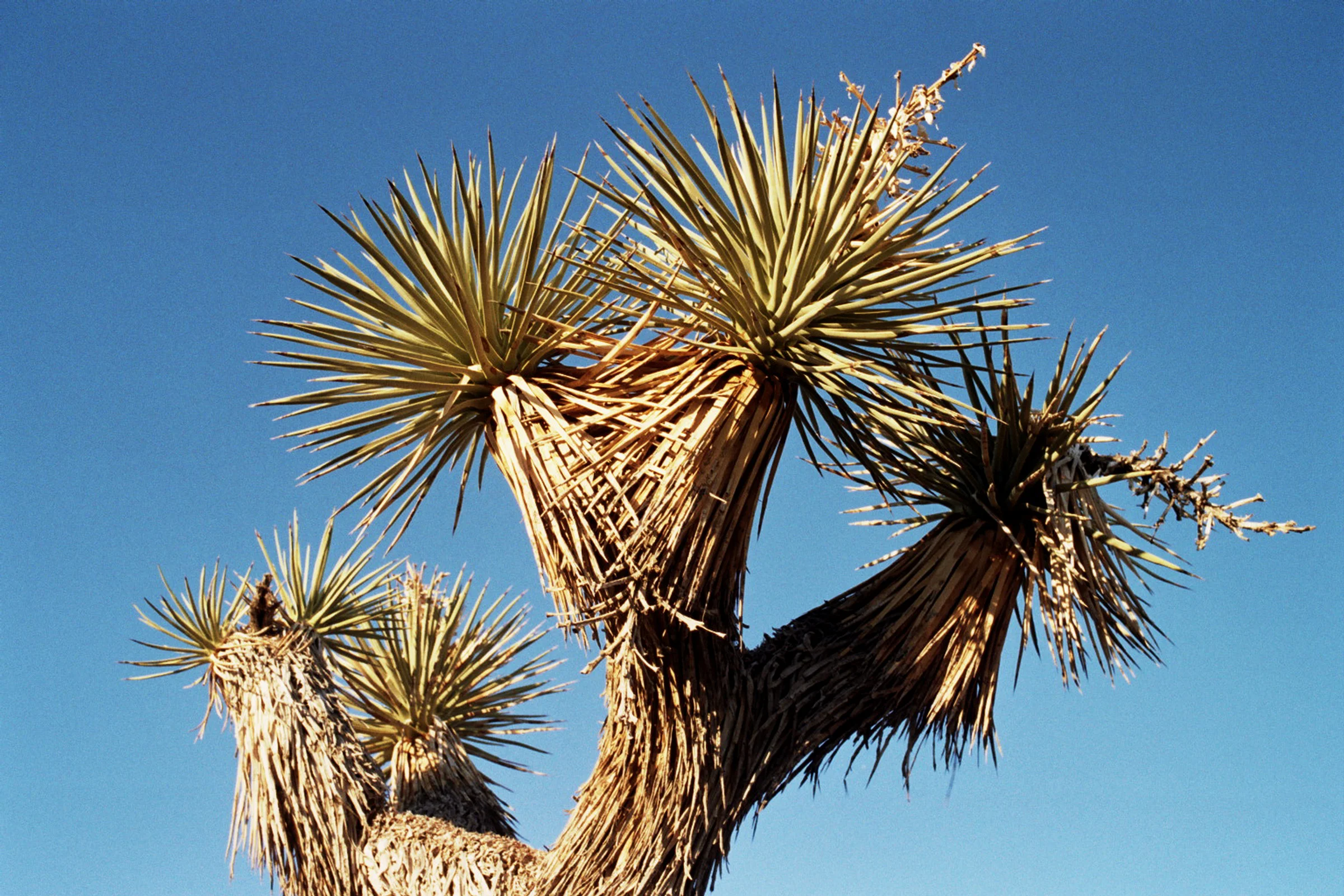 A Tree By Any Other Name