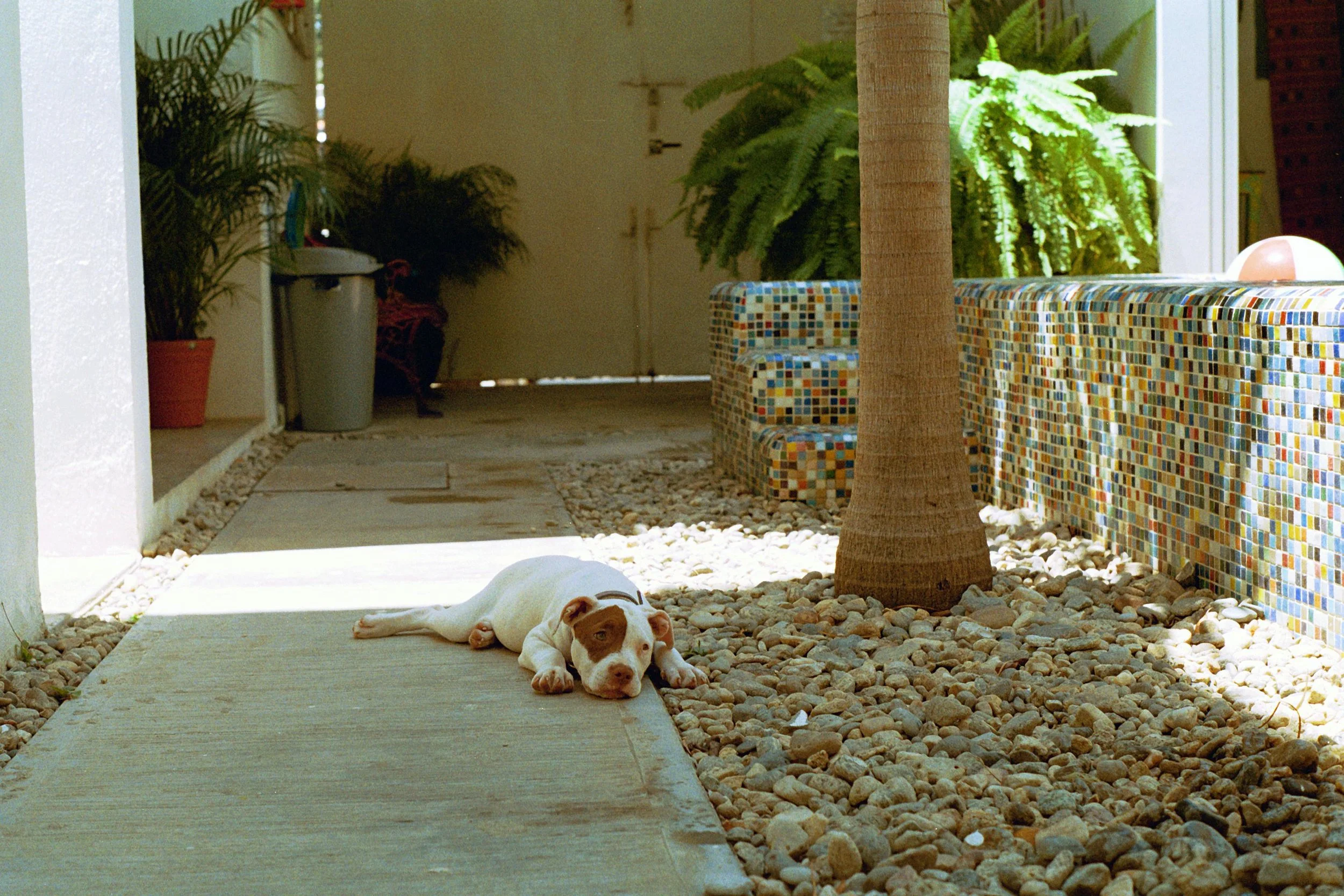Tuckered Tyke