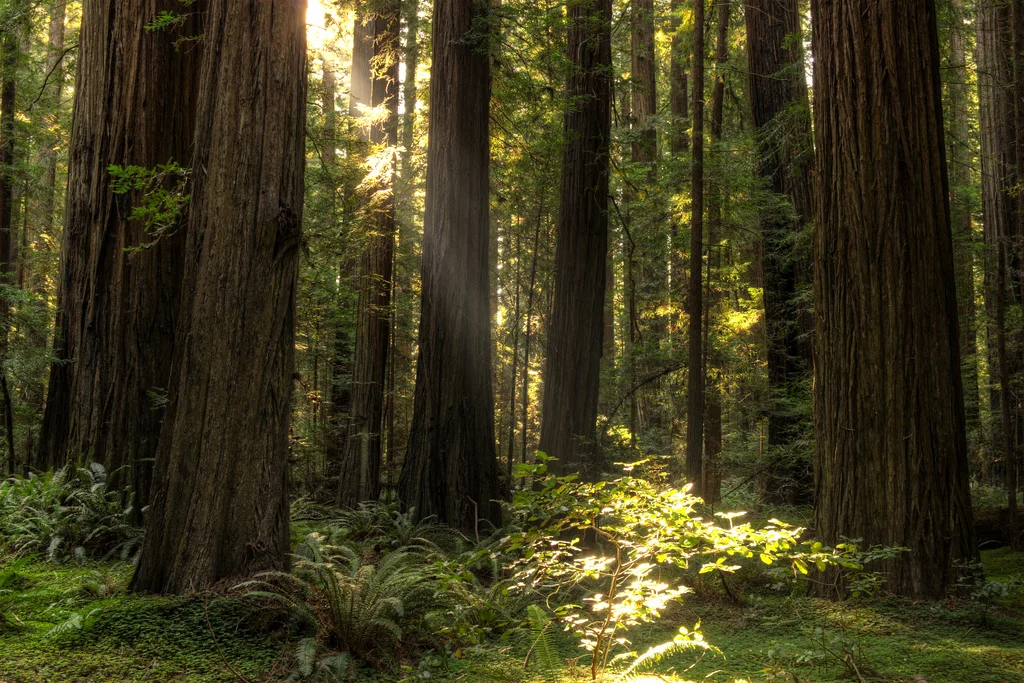 redwoods.jpg