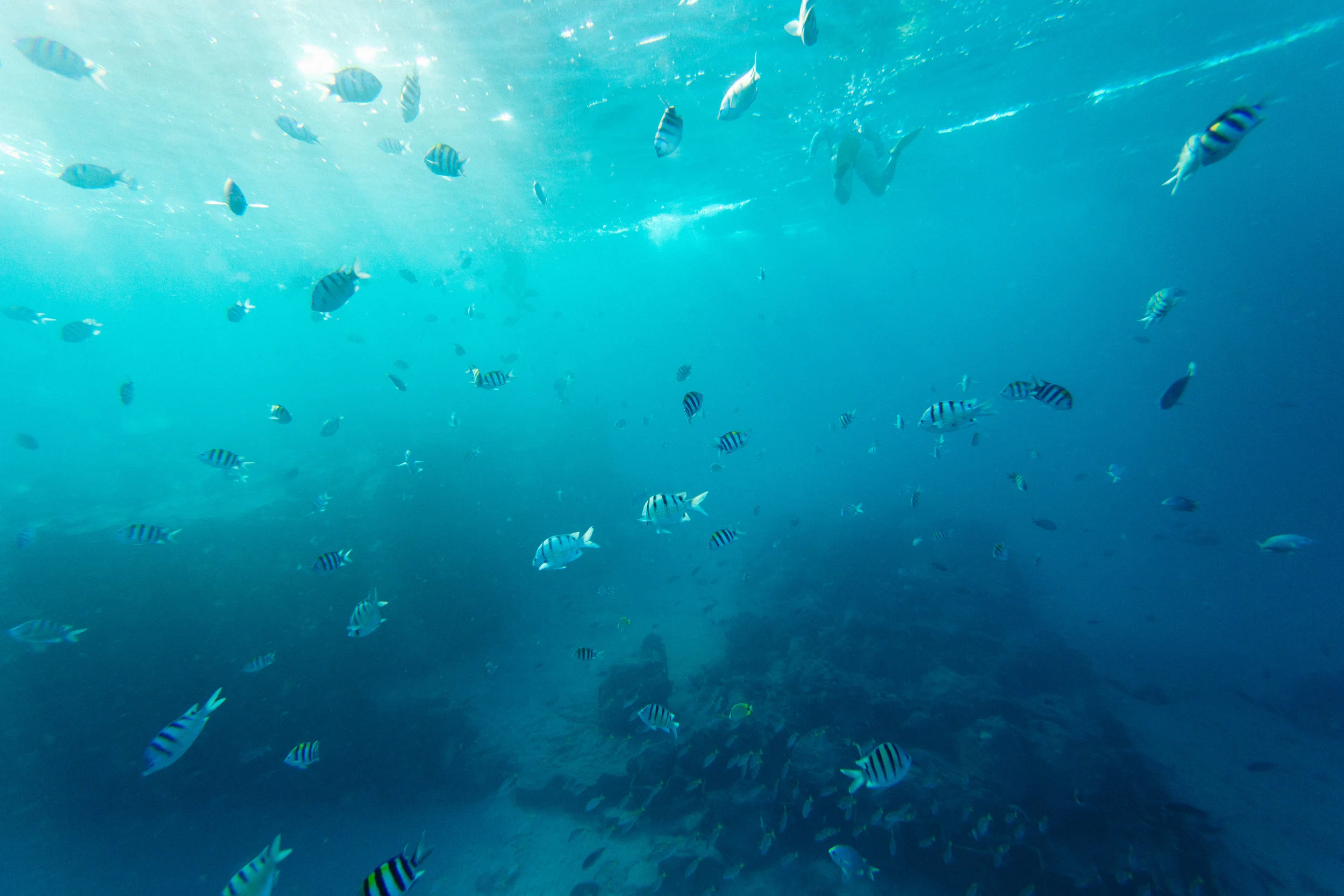 countless fish soaking up the warm morning sun as it hits the ocean’s surface. shooting this as a team was the best move. it’s 100x harder than you think, especially being both of our first time out. photo by tommy stokes