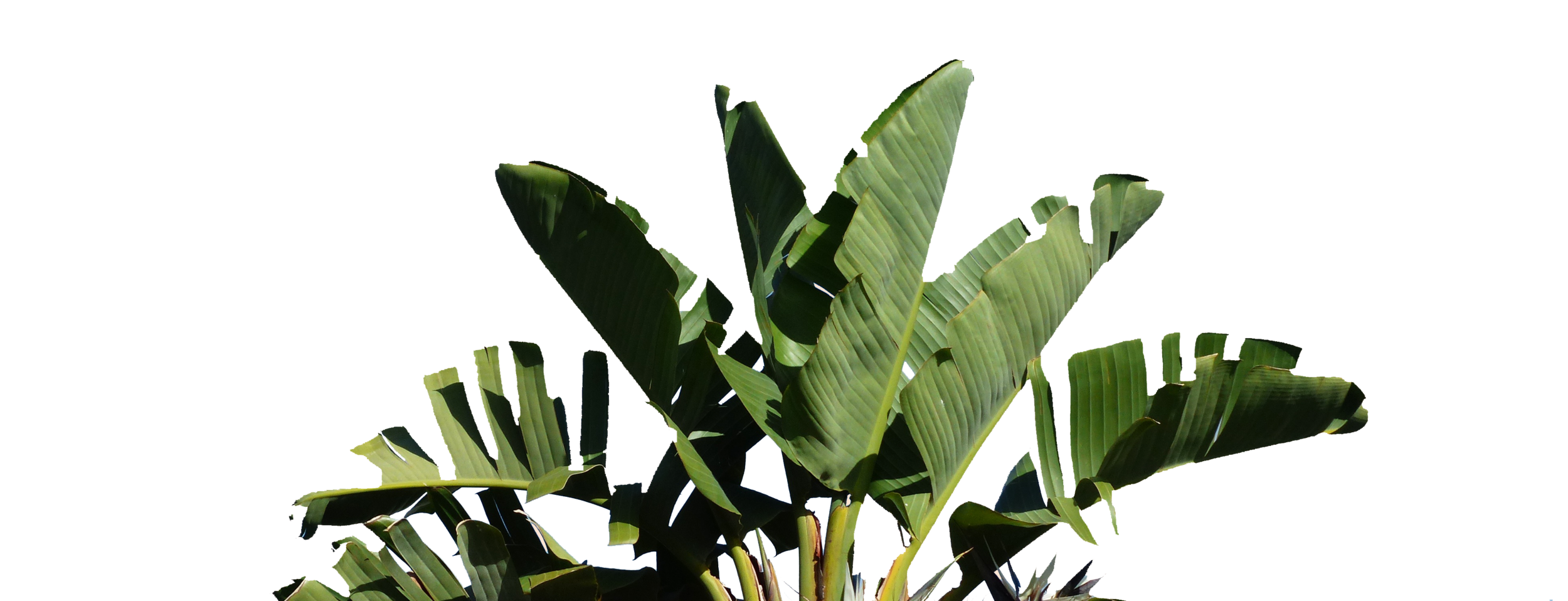 palm.png