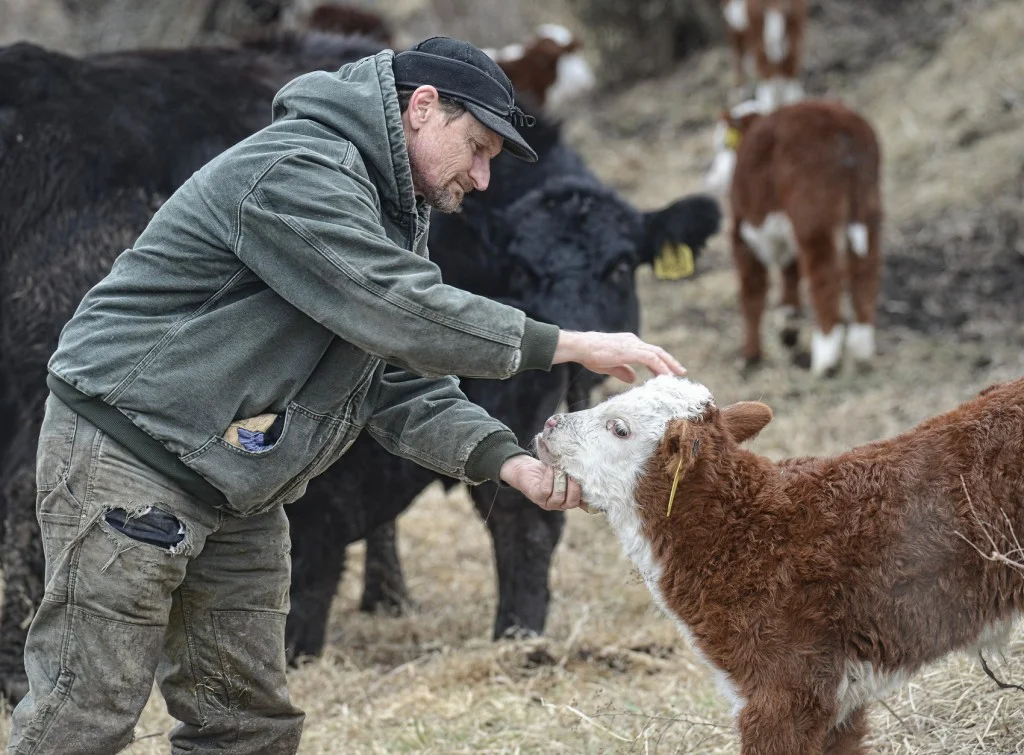 Calving season a 40 year journey