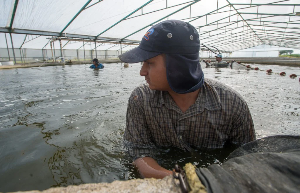 A worker pulls a net to capture fish in an aquaculture tank in Mexico.