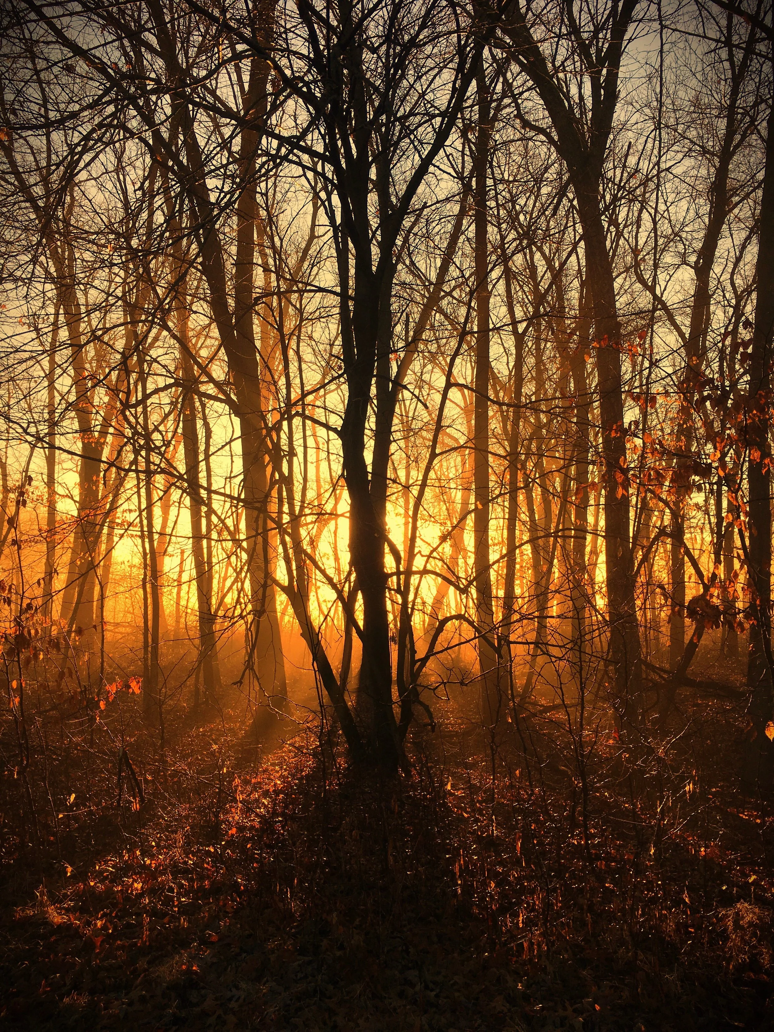 The morning sun cuts through ground fog at Saylorville Lake.