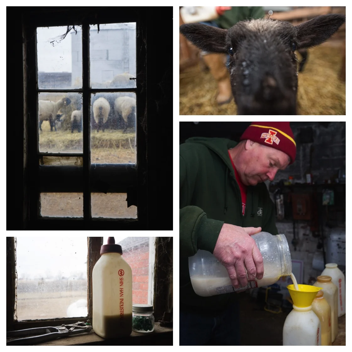 lambing-collage-2.jpg