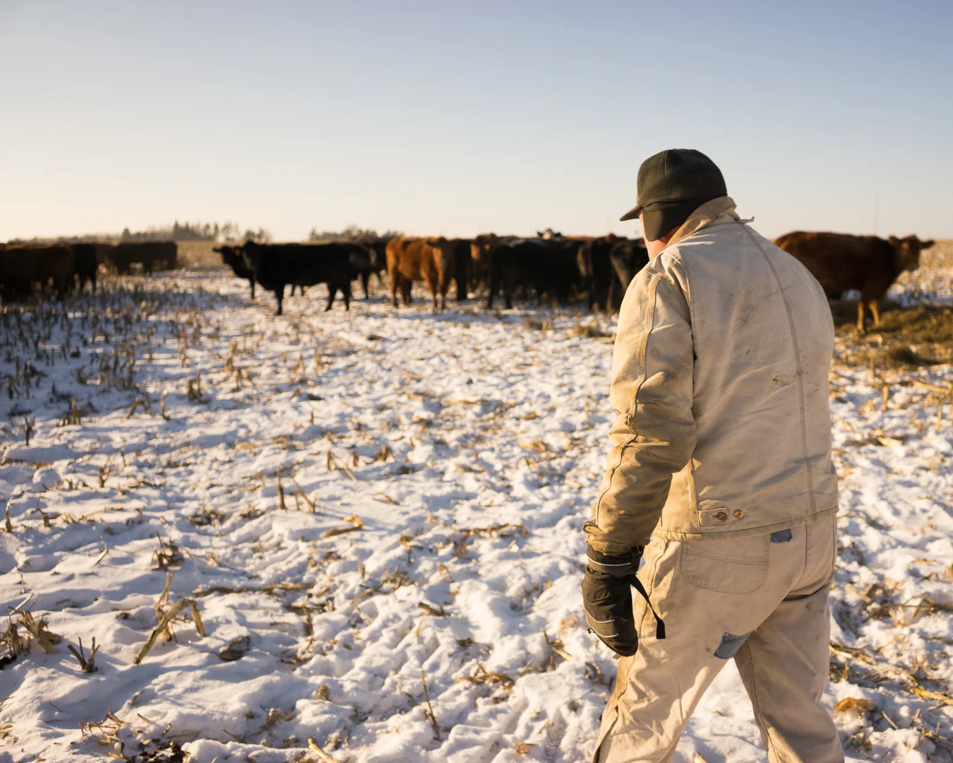 Jim Koch walks through the cattle making sure that they are doing okay. (Photo: Joseph L. Murphy)
