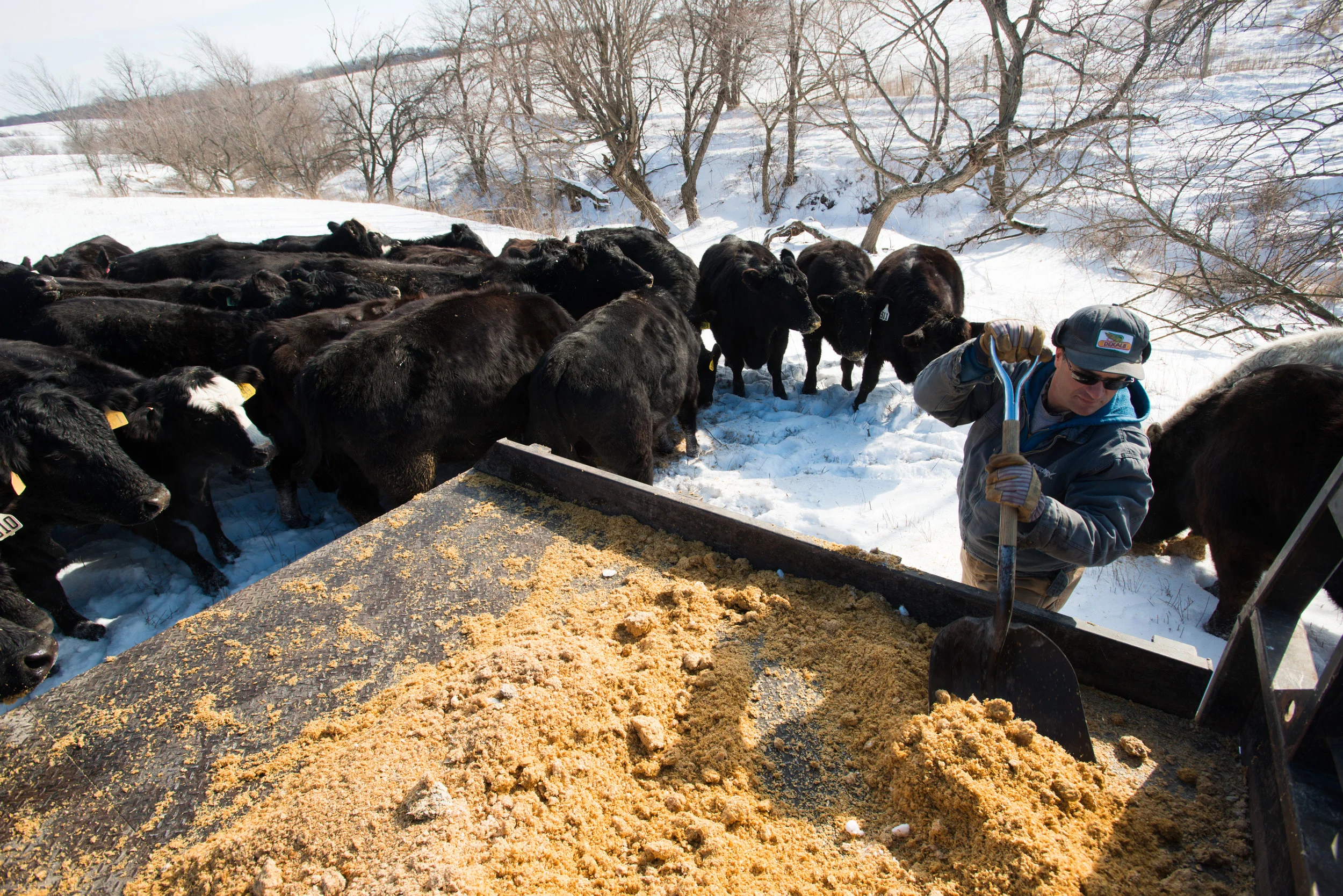 Tim Kaldenburg feeds cattle from the back of his truck during his morning chores. (Photo: Joseph L. Murphy)