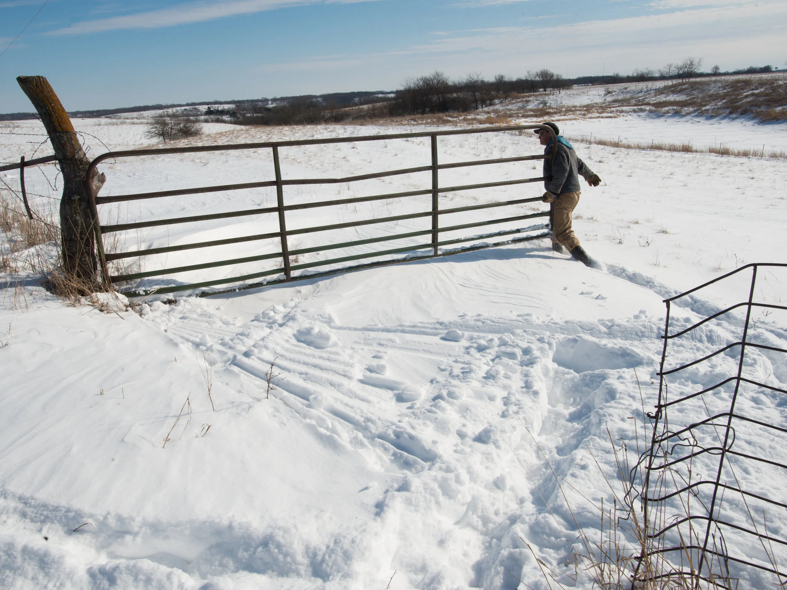 Tim Kaldenberg opens a gate to prepare for the move. (Photo: Joseph L. Murphy)