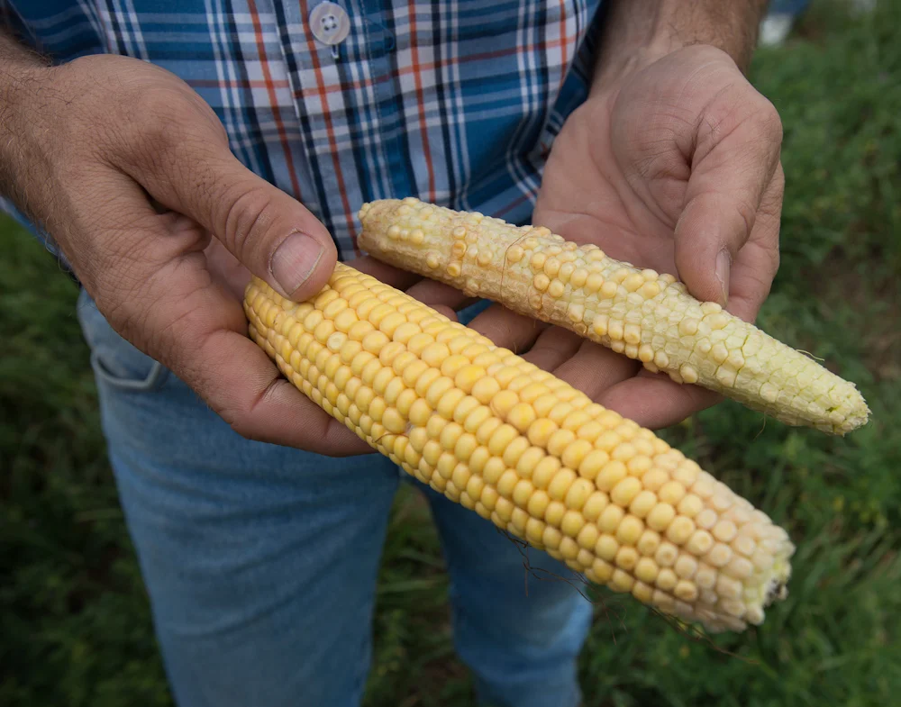 A farmer holds a normal ear of corn next to one that has been impacted by drought. (Photo: Joseph L. Murphy)