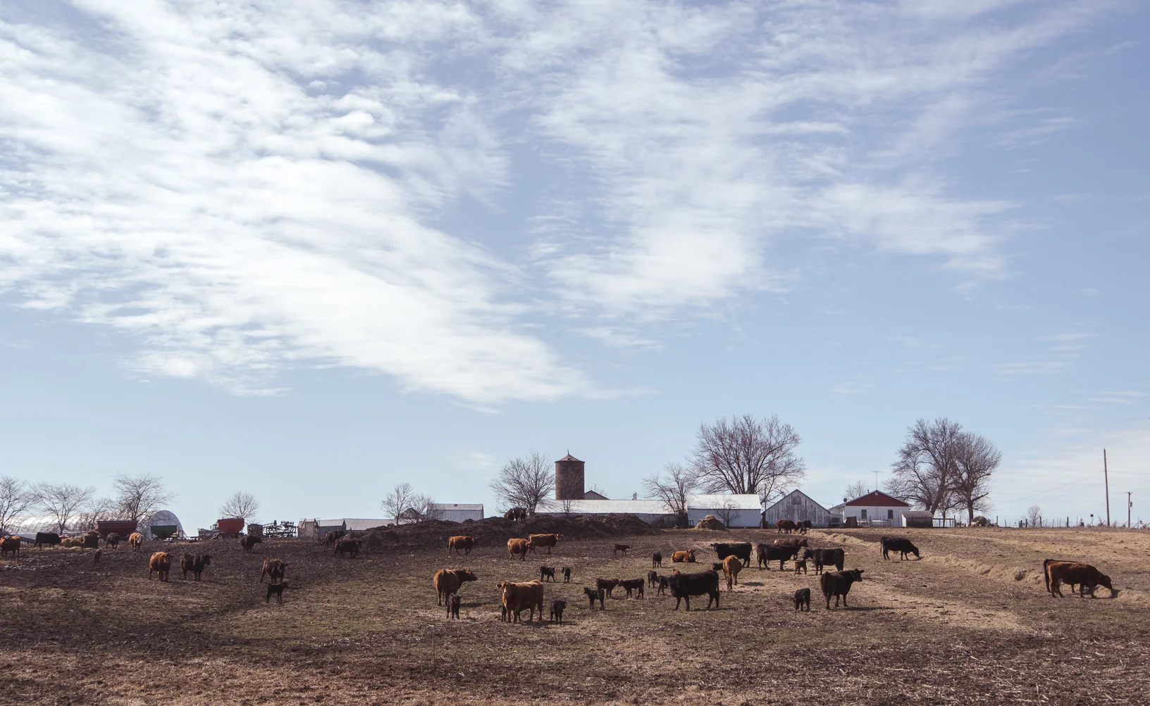 A pasture next to Reed's farm is speckled with cattle during calving season.