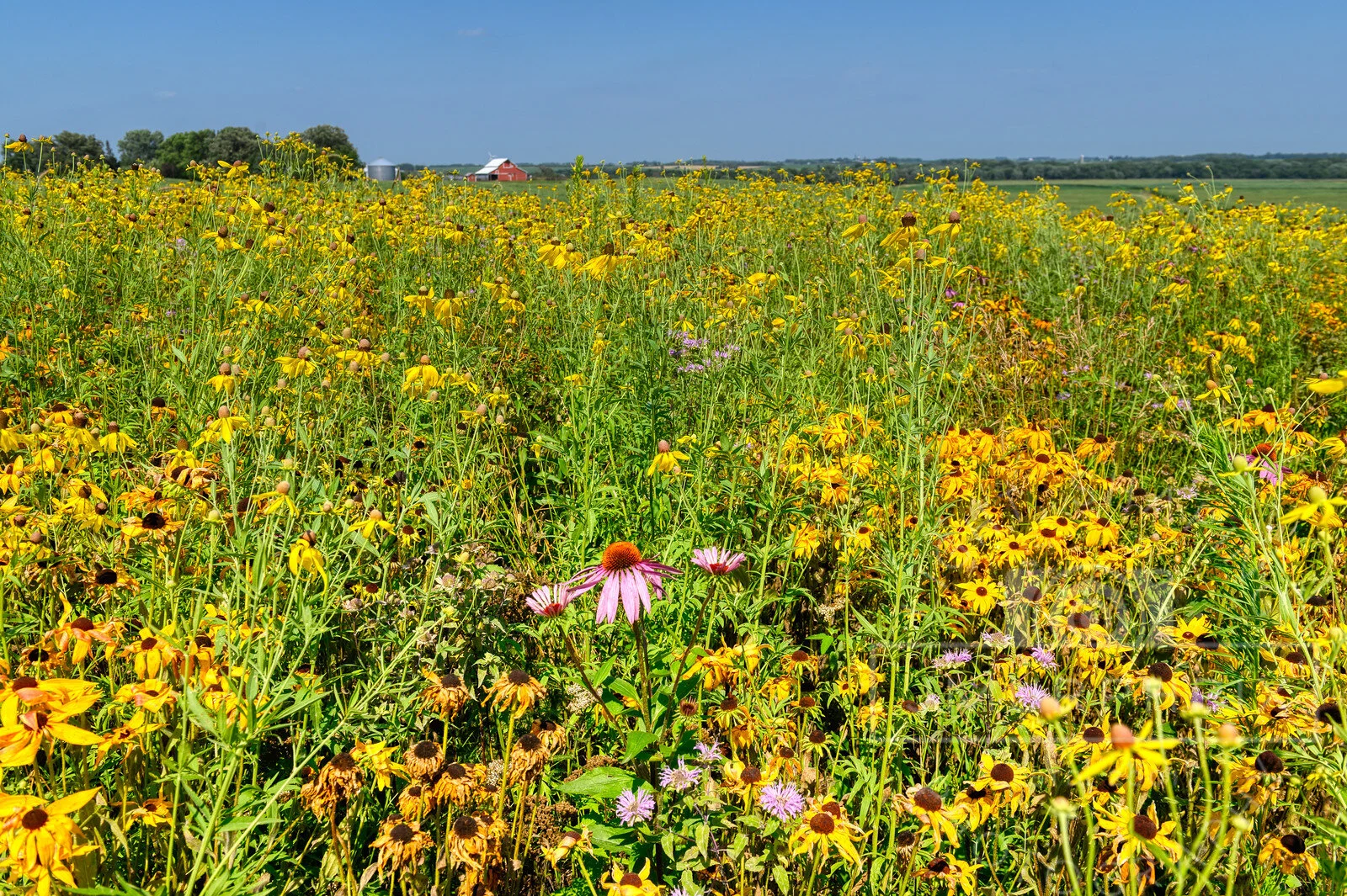 Pollinator Eutopia final-.jpg