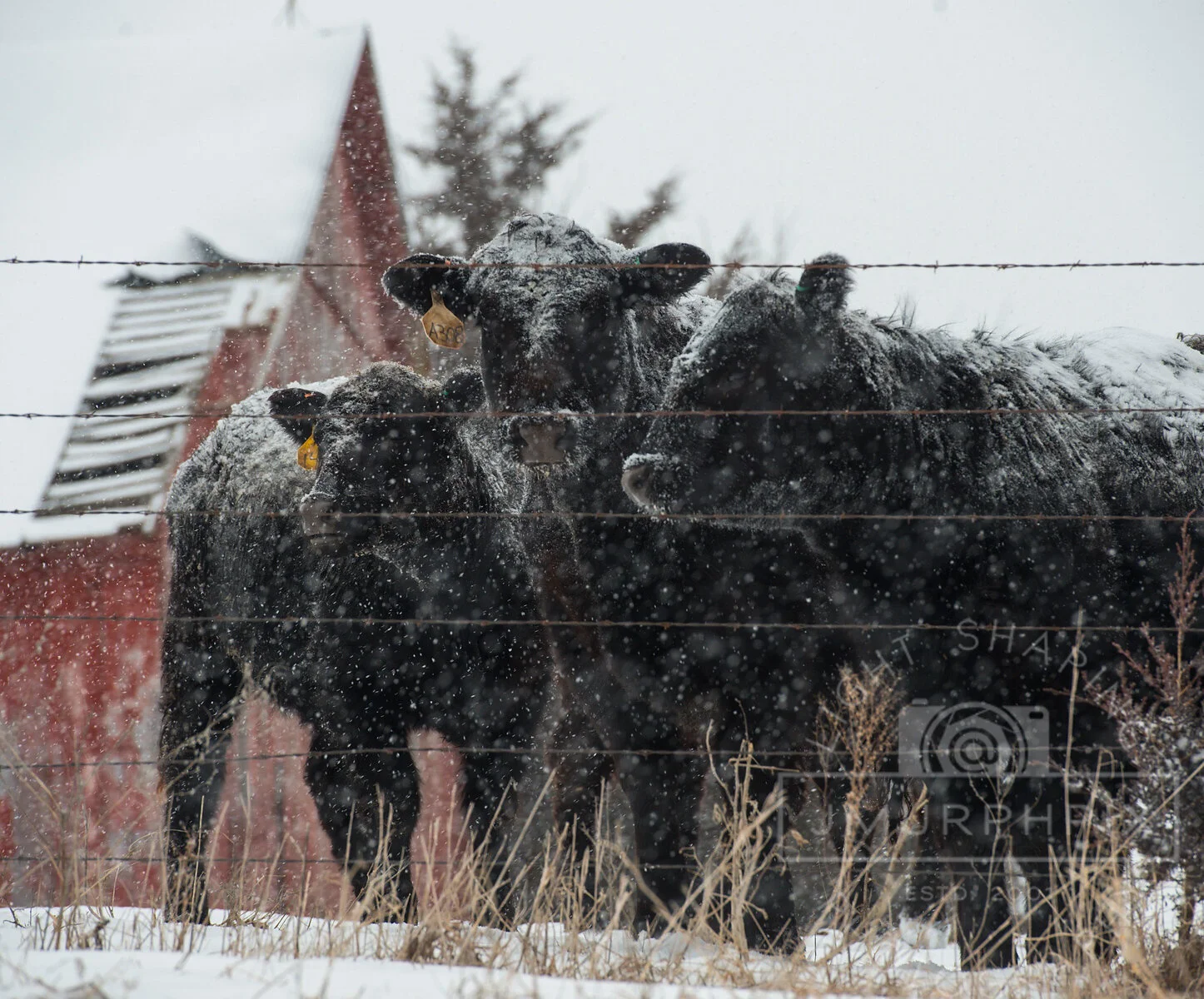  Cattle wait for a feed wagon to deliver dinner during a light snow near Winterset, Iowa. 