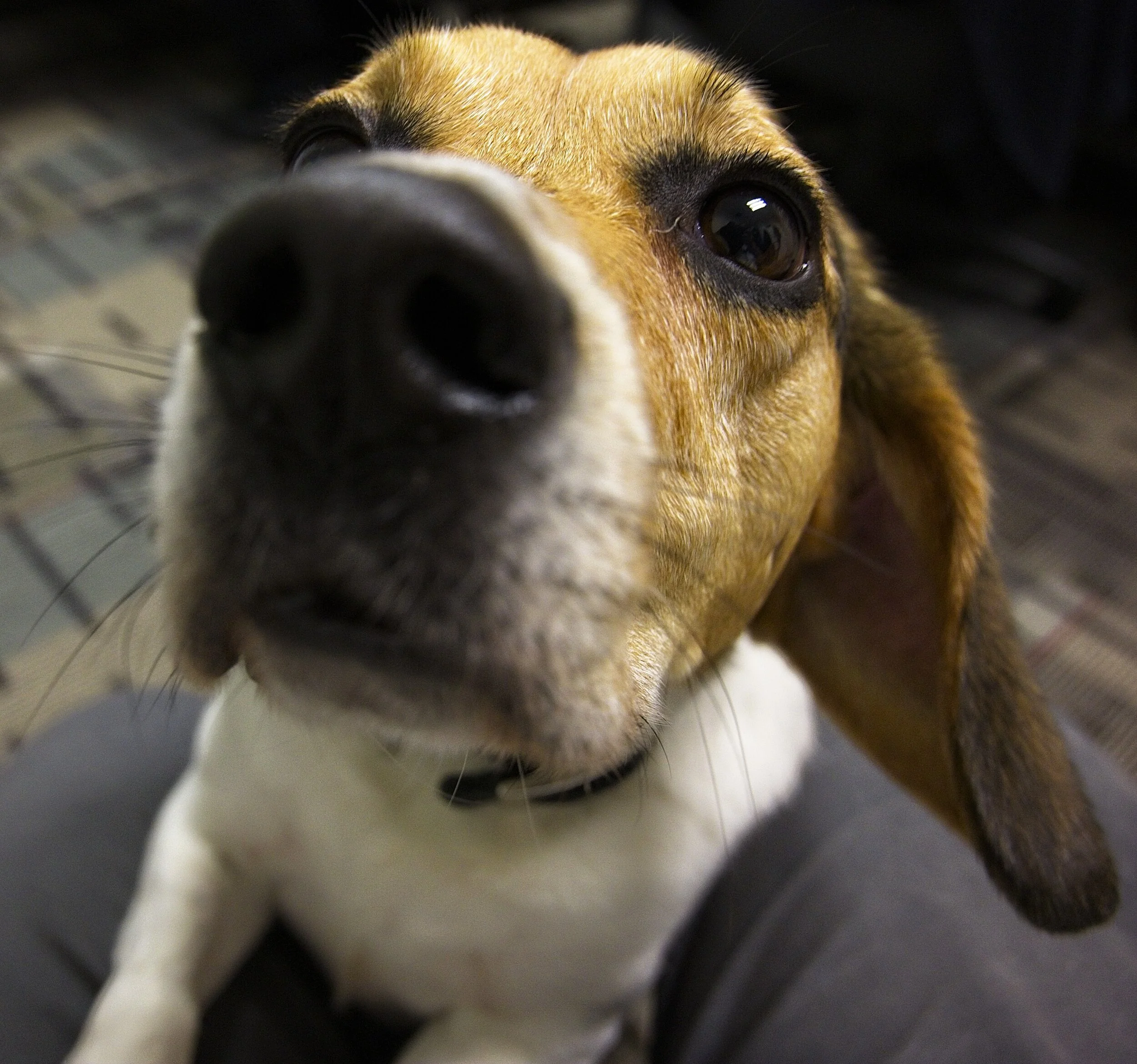 Beagle BrigadeDSC_2338.jpg