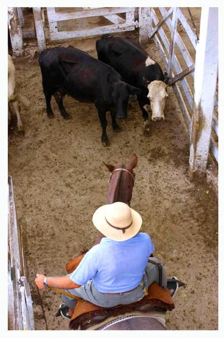 working-cattle-in-stockyards_379366668_o.jpg