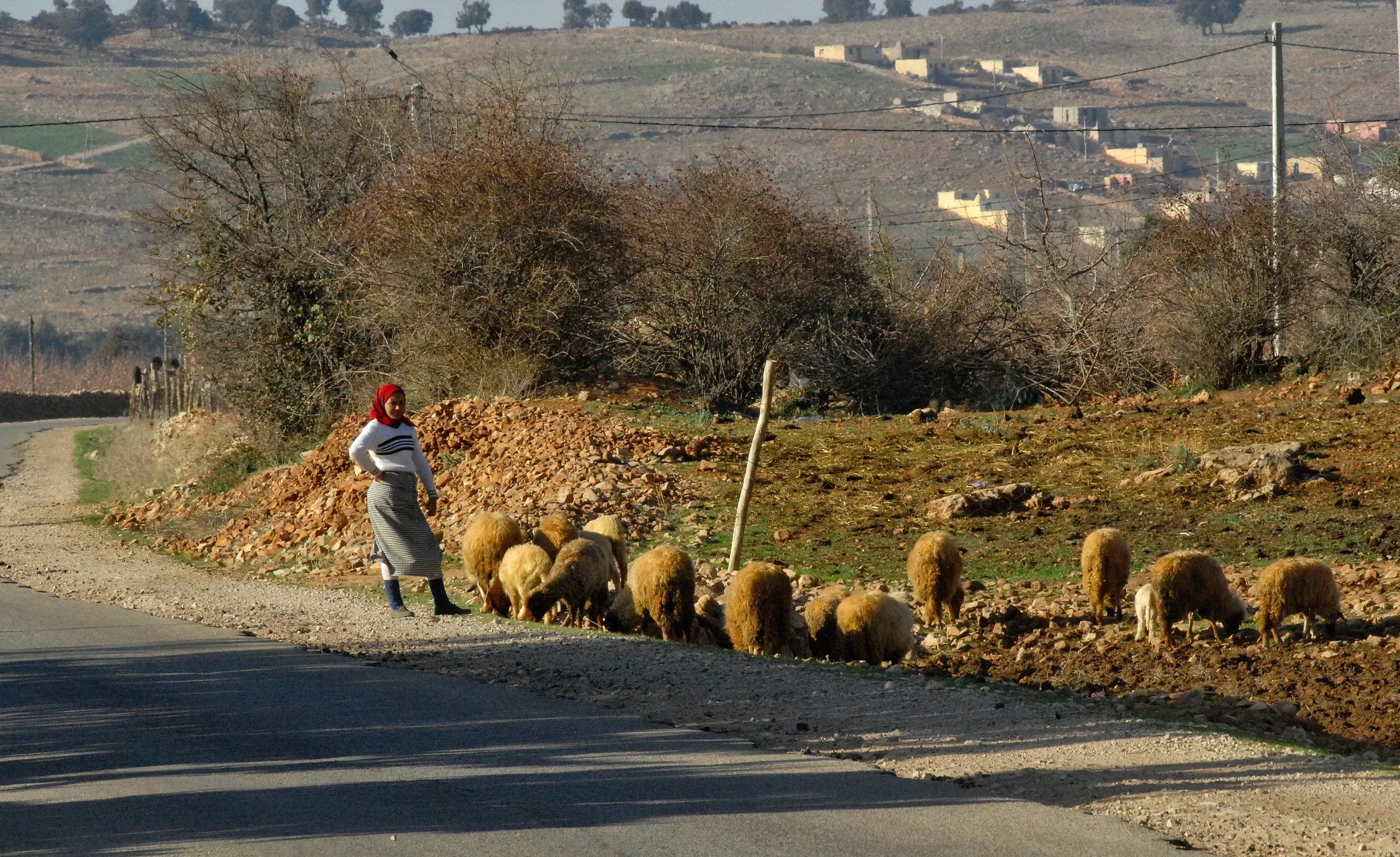 Soy Excellence Centers support growth around the globe