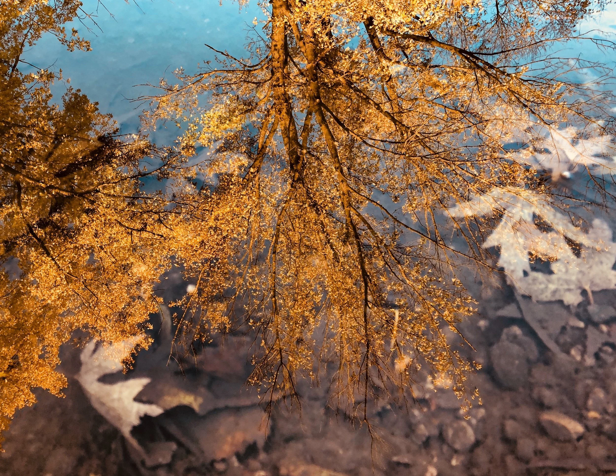 Autumn reflections