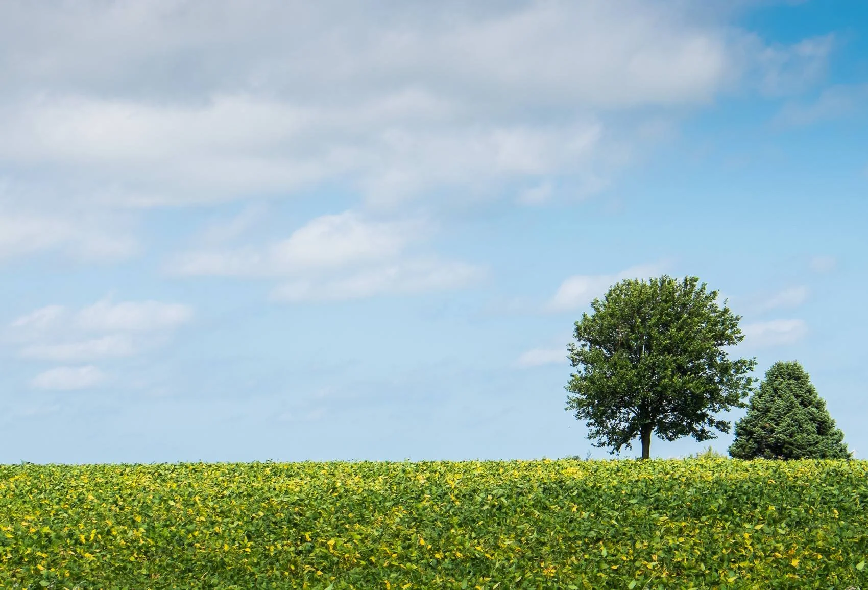 Picture Iowa - Lush soybeans