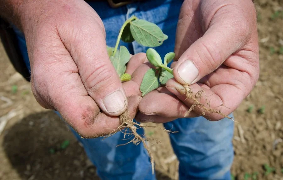 Farmers are not optimistic about crop sitiuation
