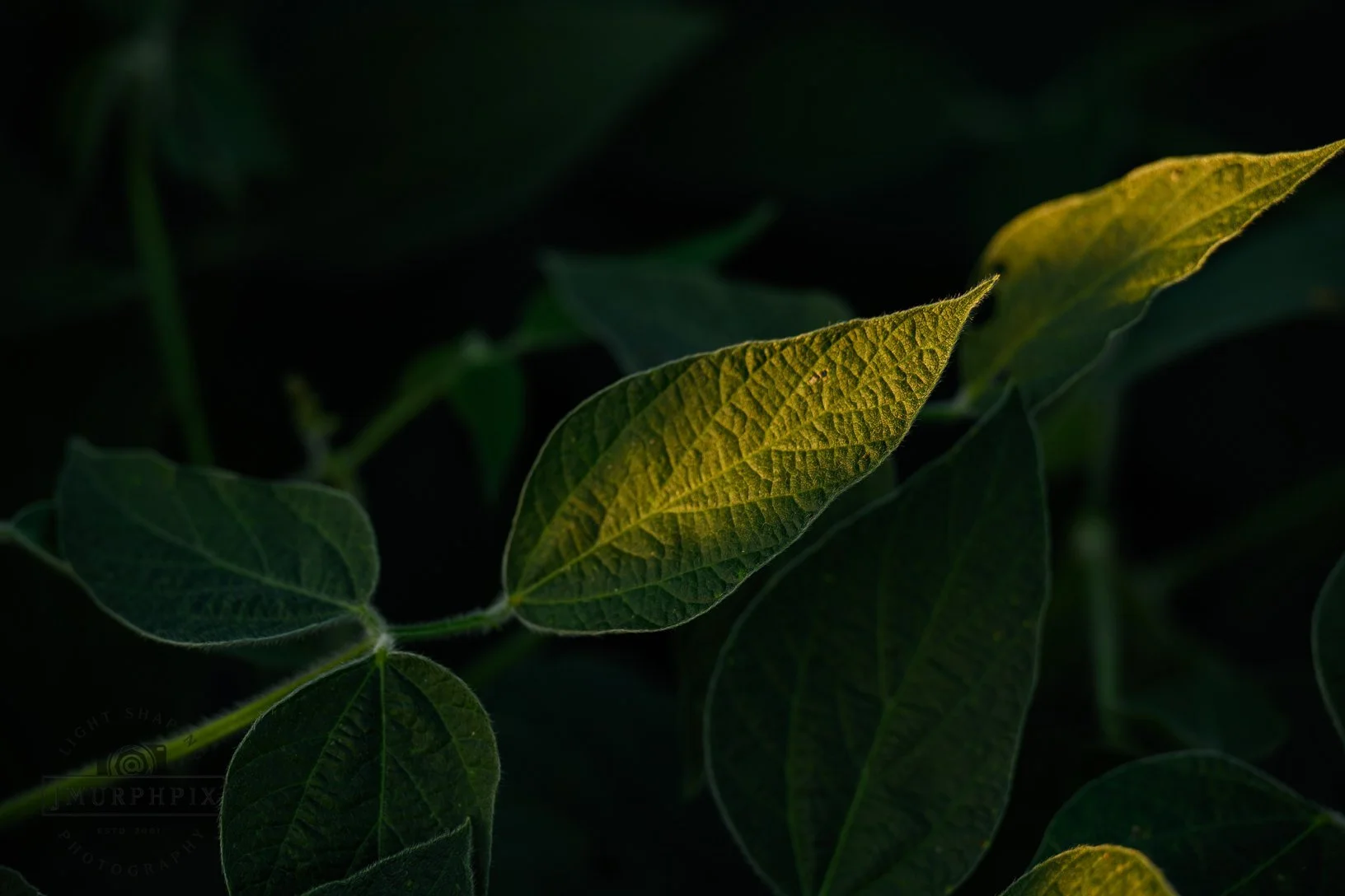 Puckerbrush Dispatch