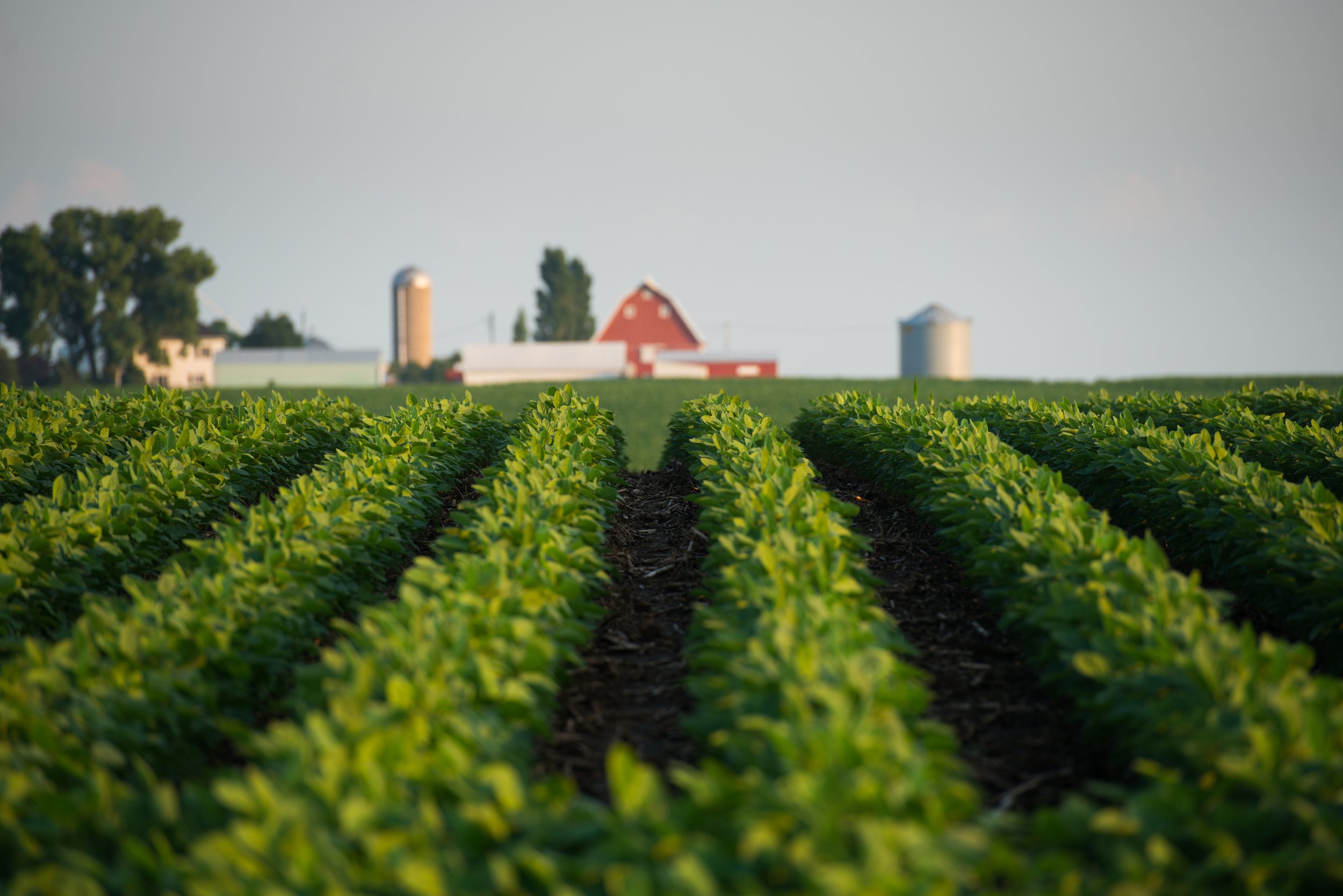 Iowa Farmstead and Soybeans - Print