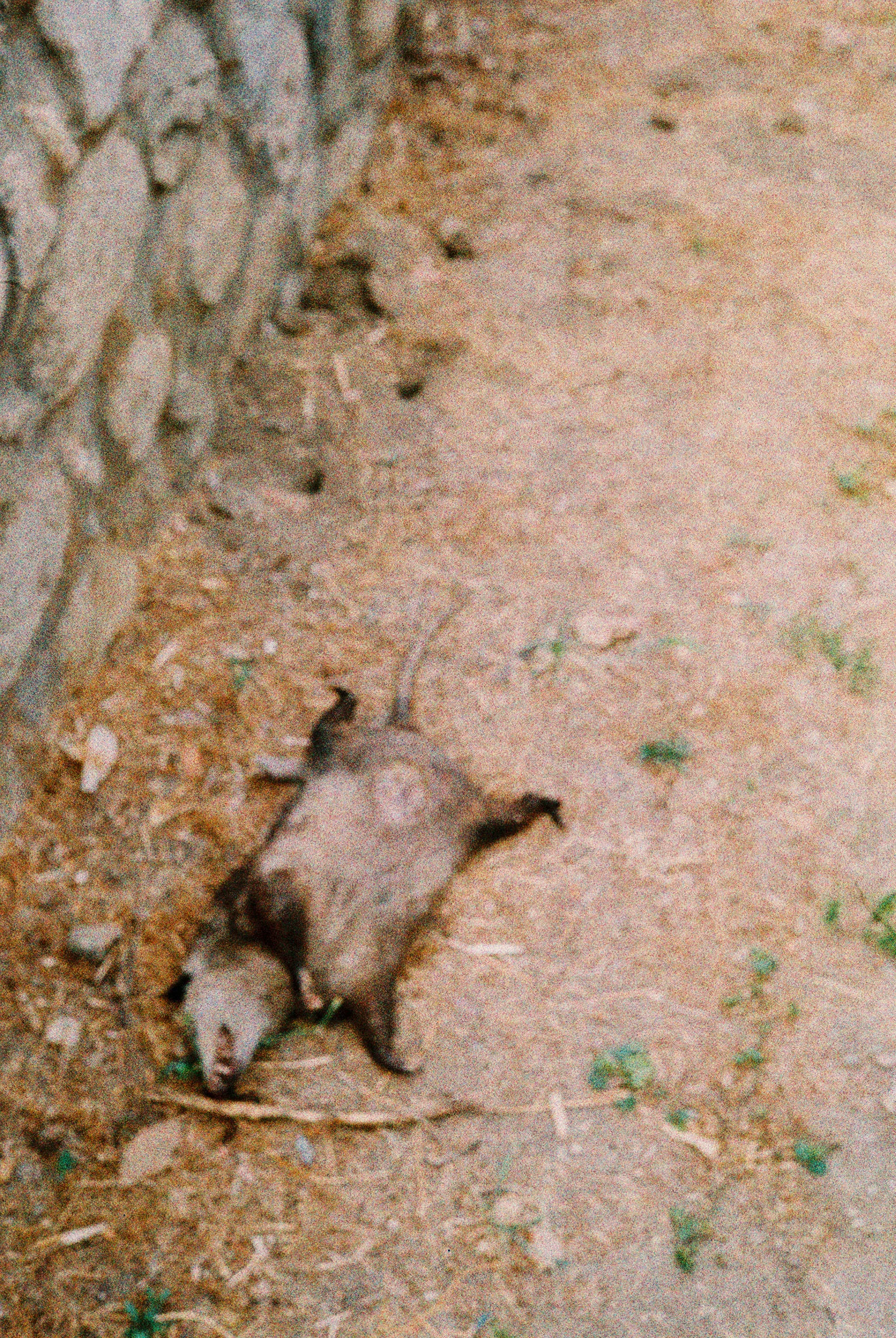 possum.jpg