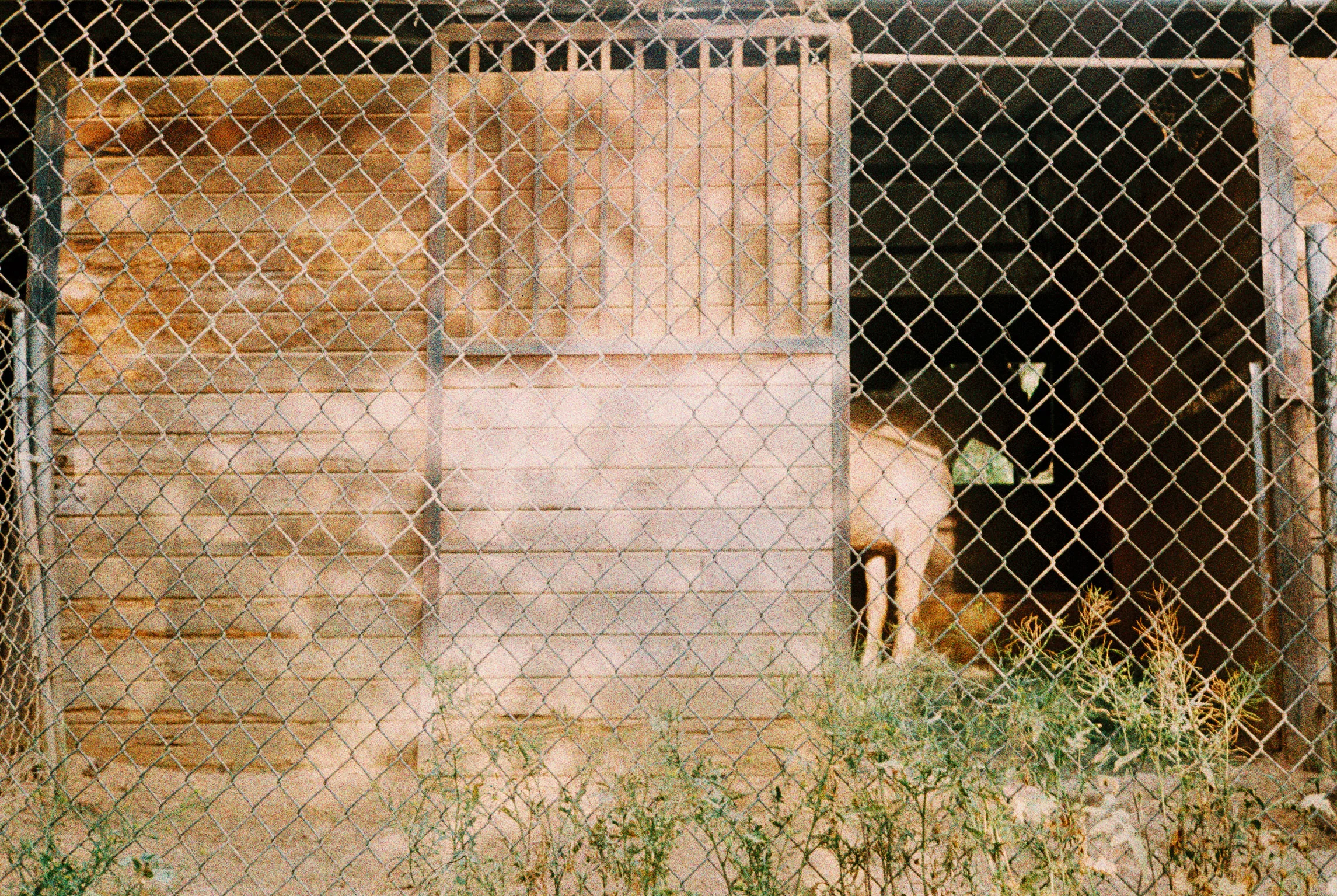 horse_hidden head.jpg