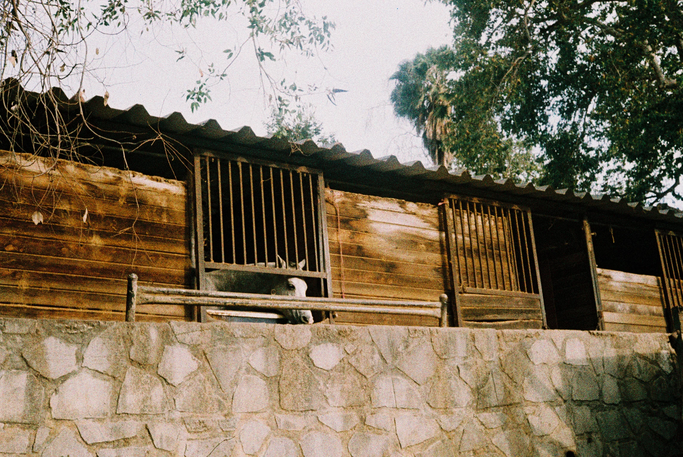 white horse front.jpg
