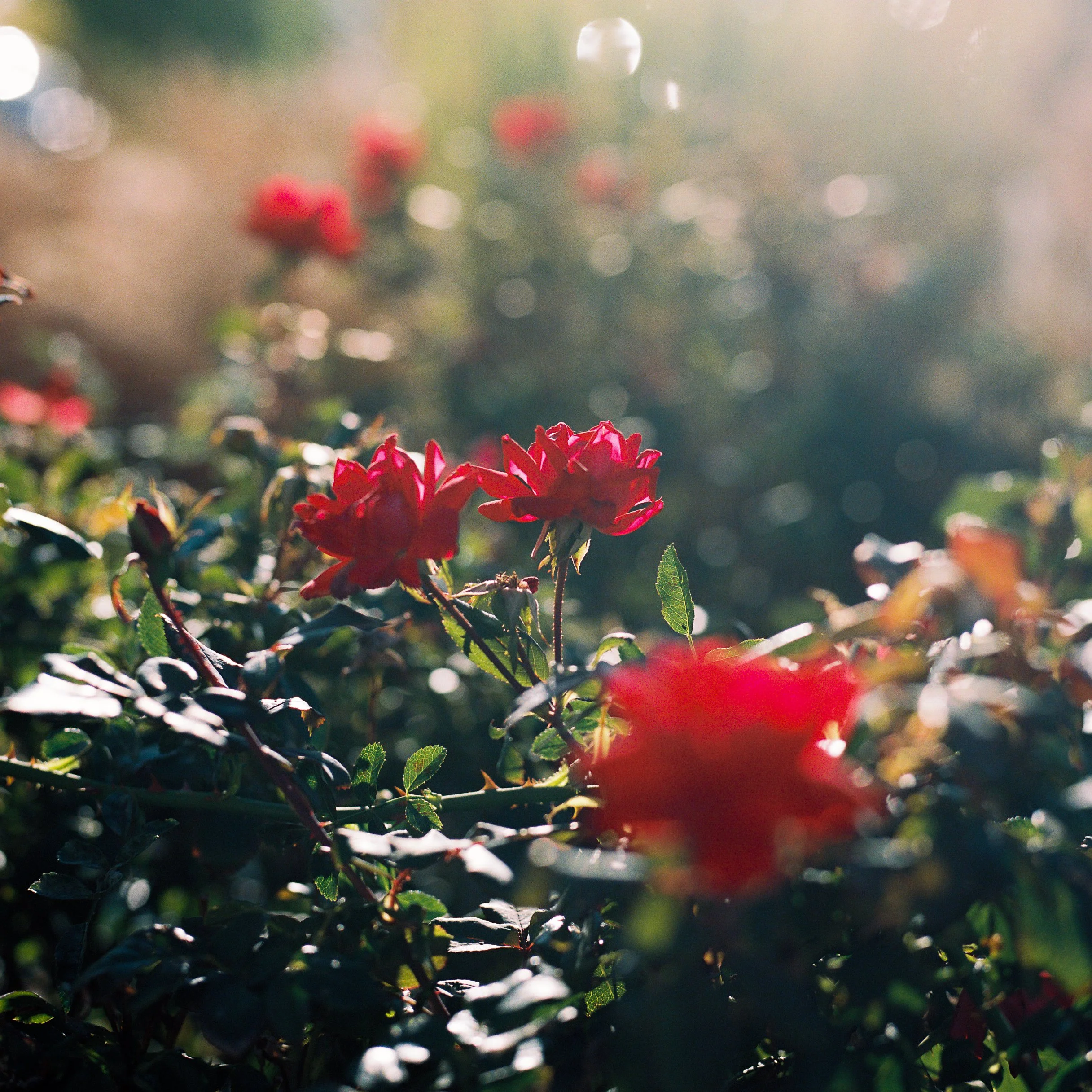 R1-06405-0017 copy.JPG